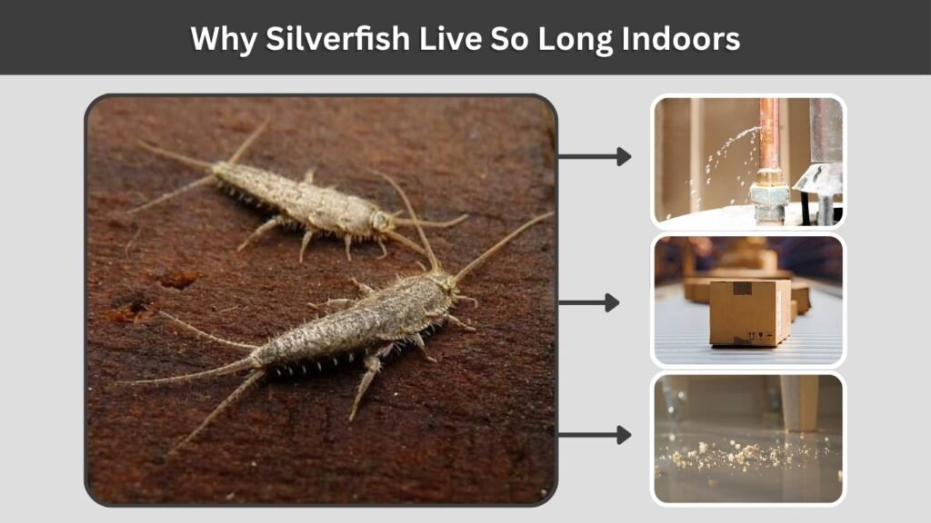 Why Silverfish Live So Long Indoors