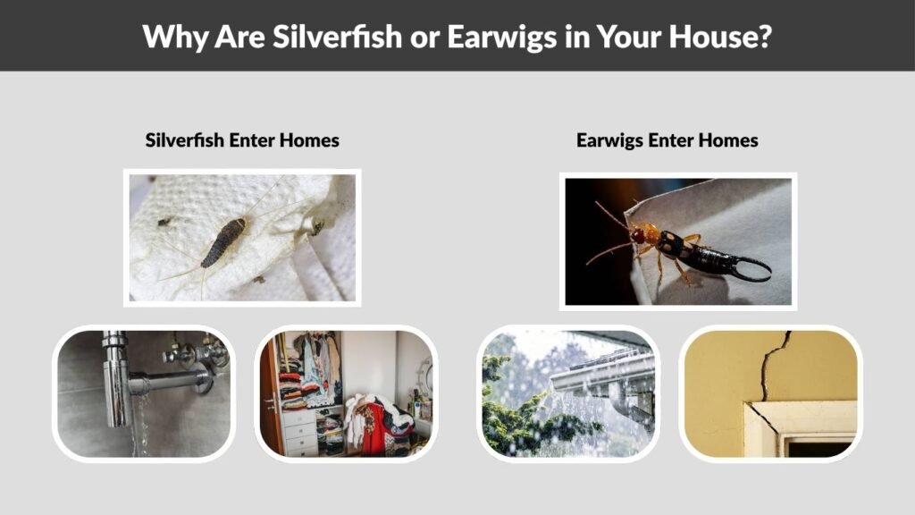 Why Are Silverfish or Earwigs in Your House?