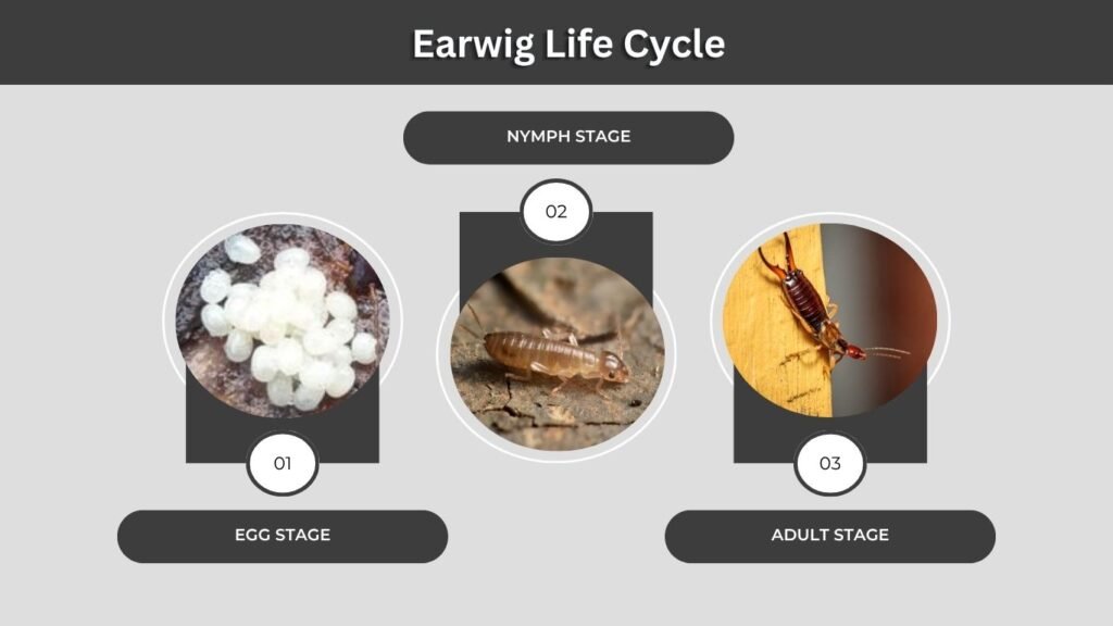 Earwig Life Cycle