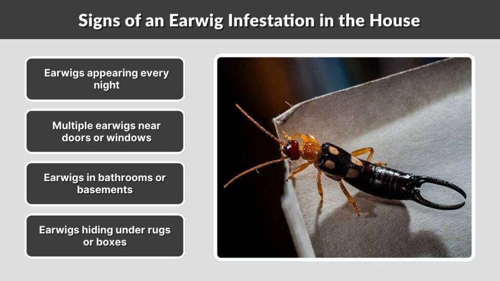 Signs of an Earwig Infestation in the House