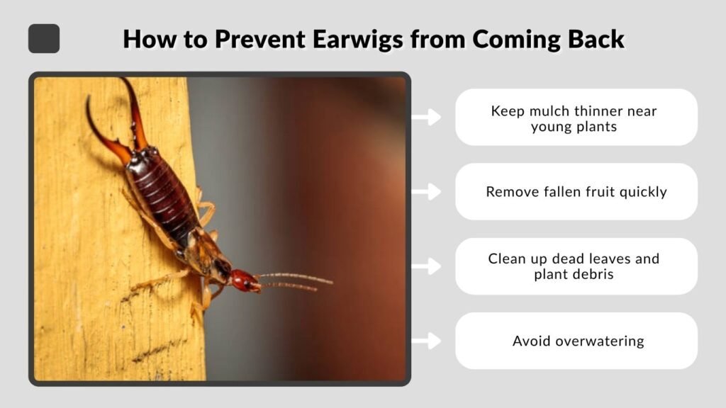 How to Get Rid of Earwigs in the Garden Naturally