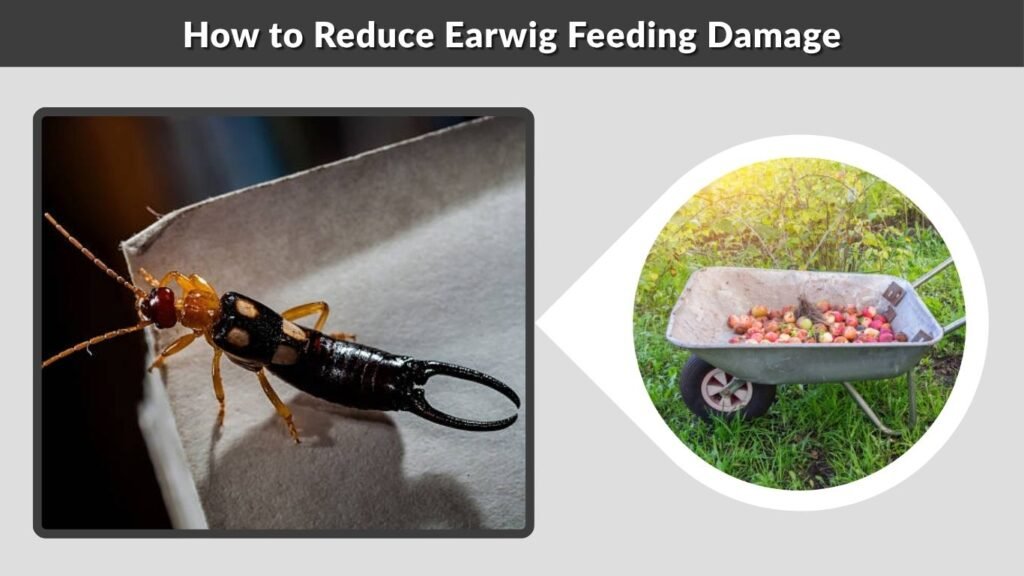 How to Reduce Earwig Feeding Damage