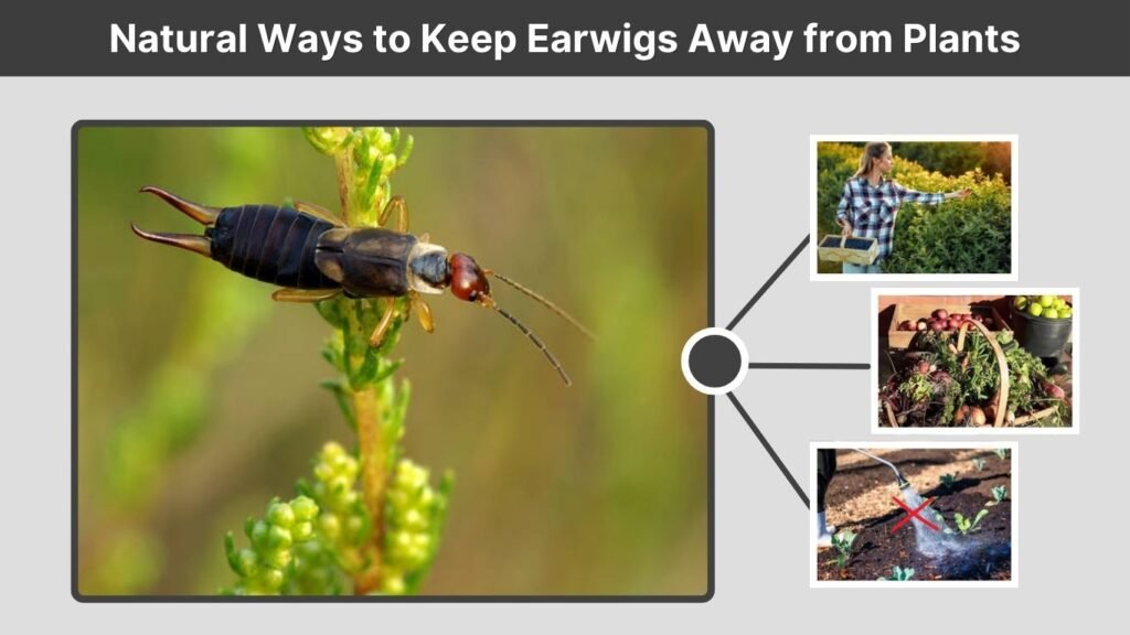 Natural Ways to Keep Earwigs Away from Plants
