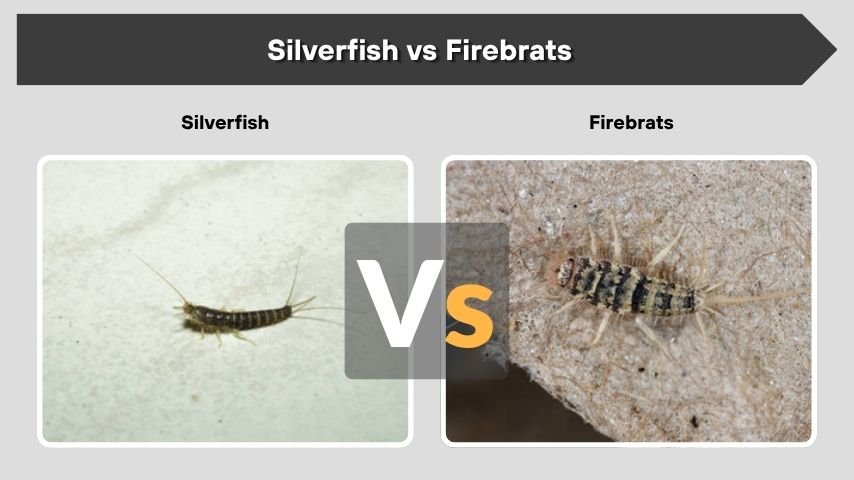 Silverfish vs Firebrats