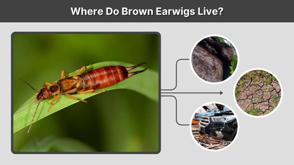 Where Do Brown Earwigs Live?