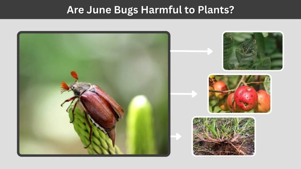 Are June Bugs Harmful to Plants?