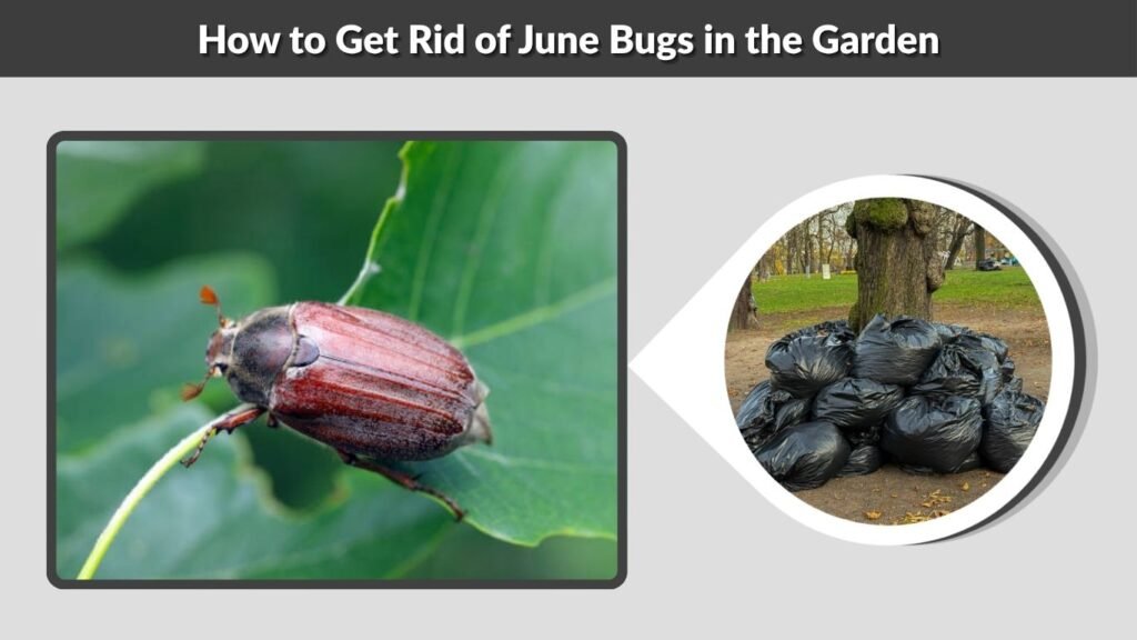 How to Get Rid of June Bugs in the Garden