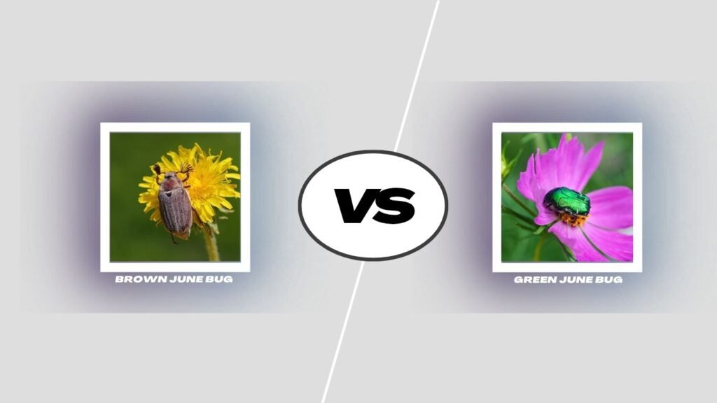Brown June Bug vs Green June Bug