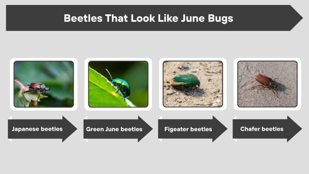 Beetles That Look Like June Bugs
