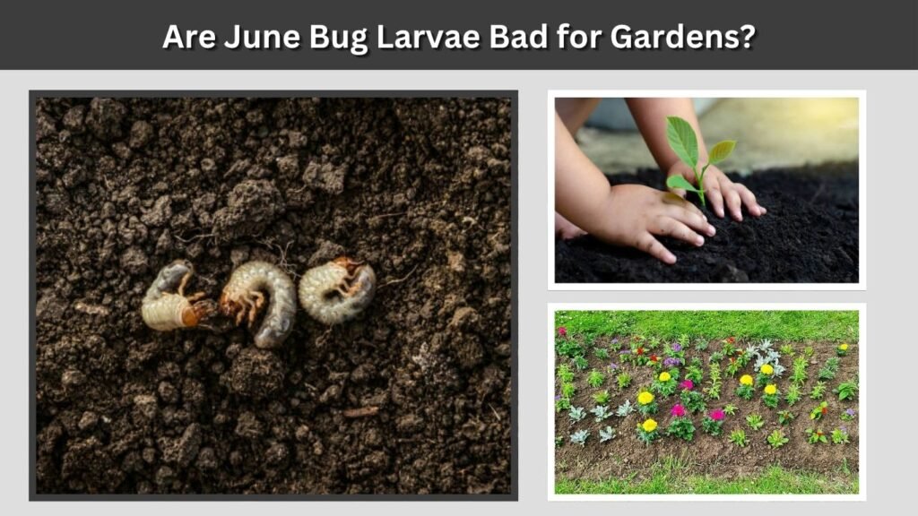 June Bug Larvae in Gardens
