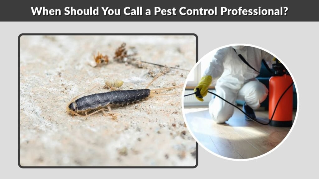 When Should You Call a Pest Control Professional?