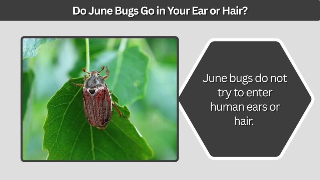 Do June Bugs Go in Your Ear or Hair?