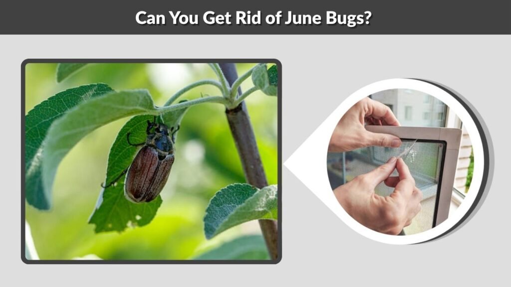 Can You Get Rid of June Bugs?