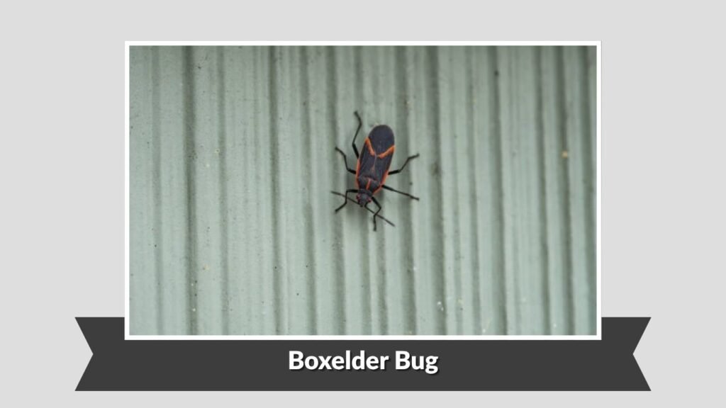 Boxelder Bug