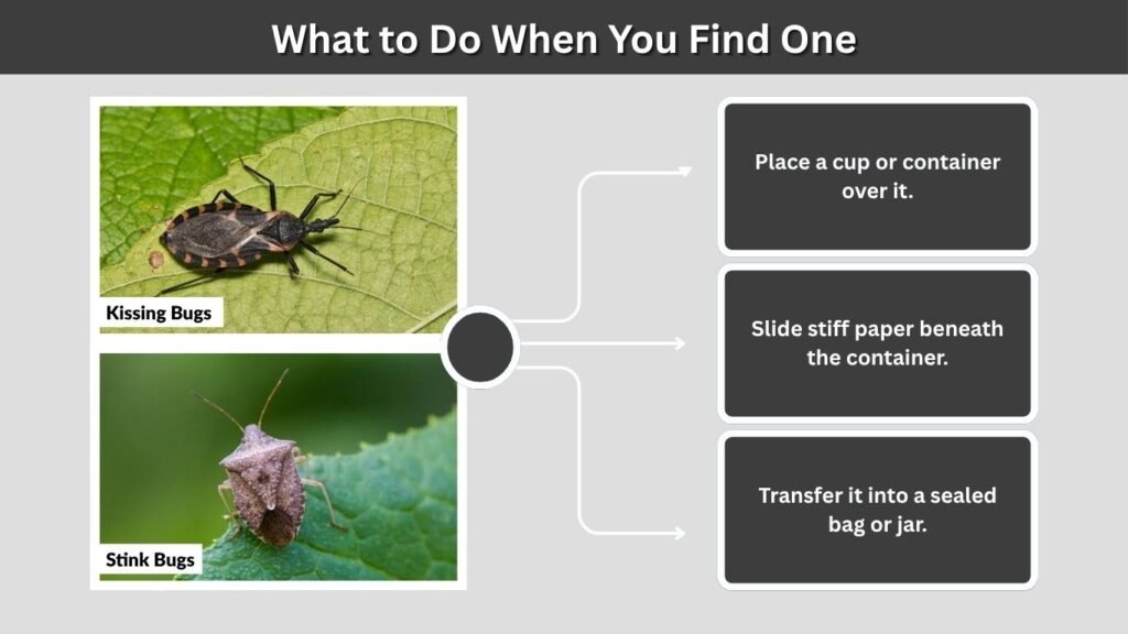 What to Do When You Find One