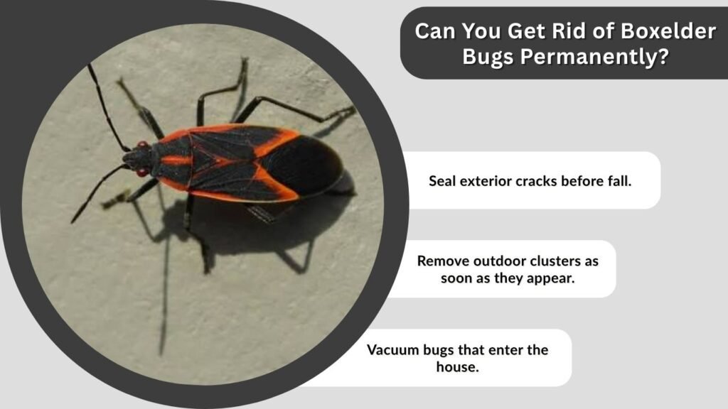 Can You Get Rid of Boxelder Bugs Permanently?