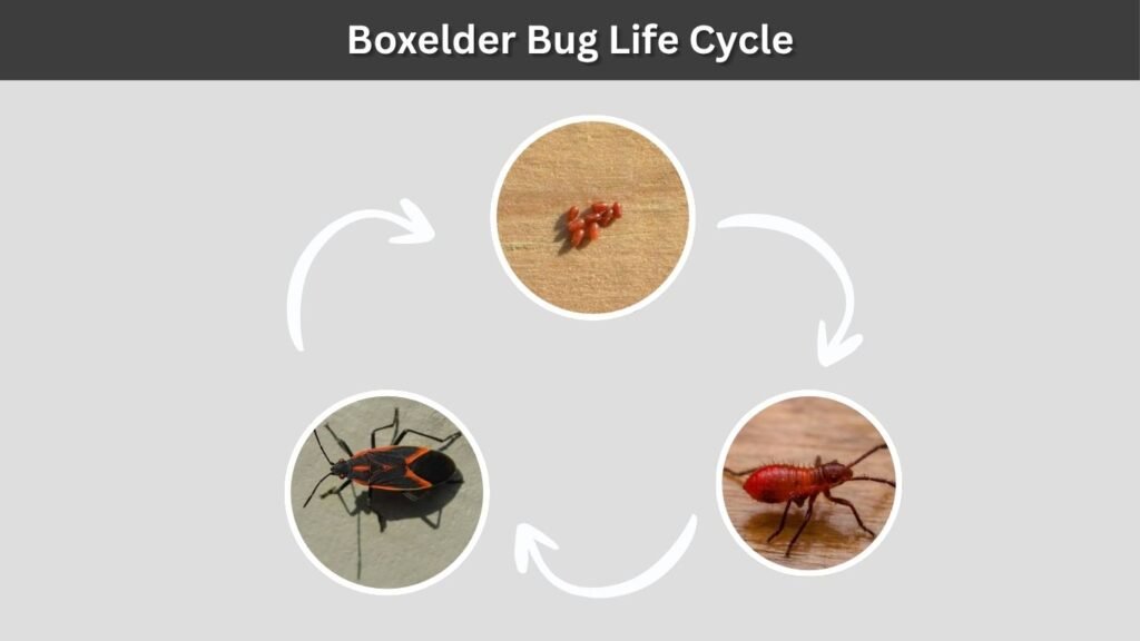 Boxelder Bug Life Cycle