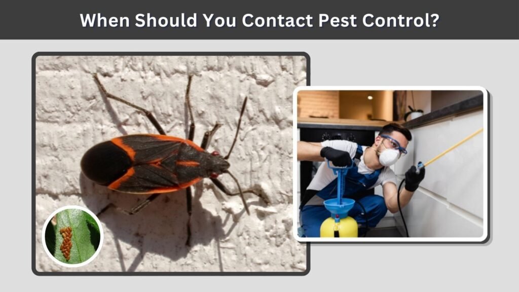 When Should You Contact Pest Control?