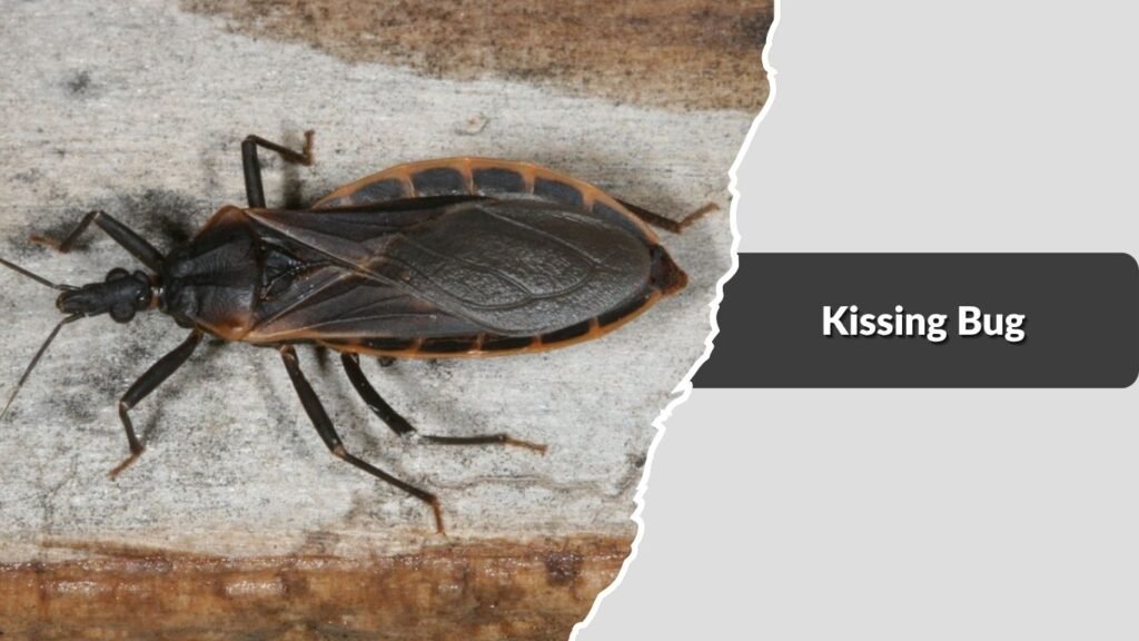 Kissing Bug