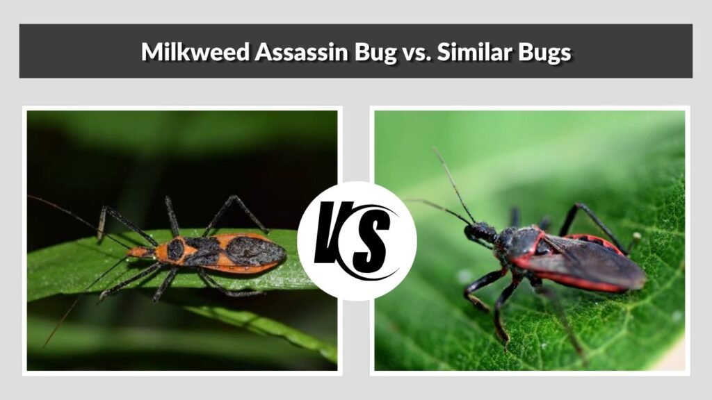 Milkweed Assassin Bug vs. Similar Bugs