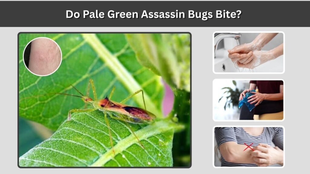 Do Pale Green Assassin Bugs Bite?