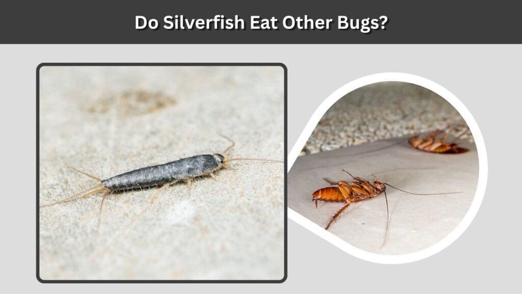 Do Silverfish Eat Other Bugs?
