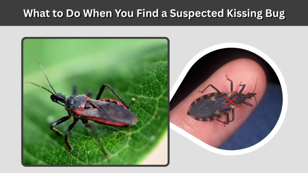 What to Do When You Find a Suspected Kissing Bug