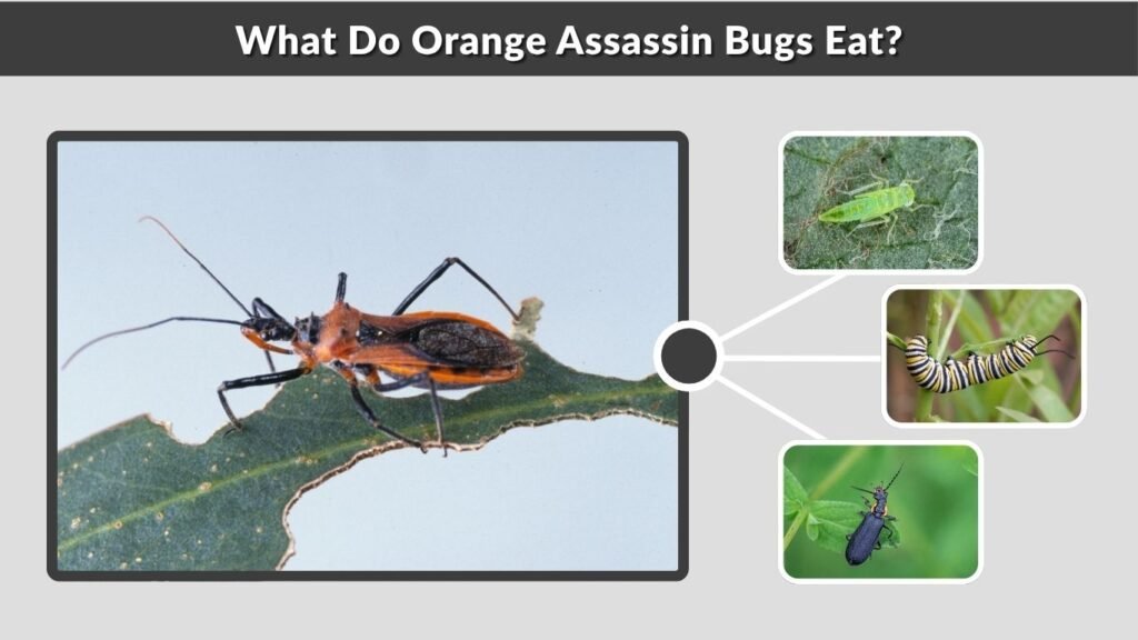What Do Orange Assassin Bugs Eat?