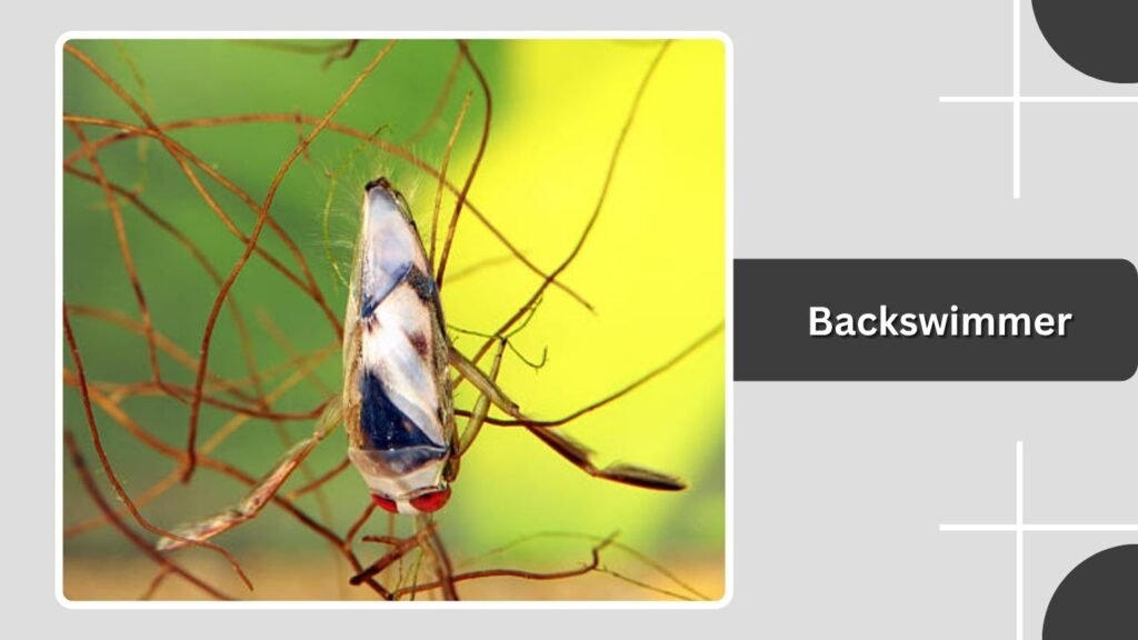 Backswimmer