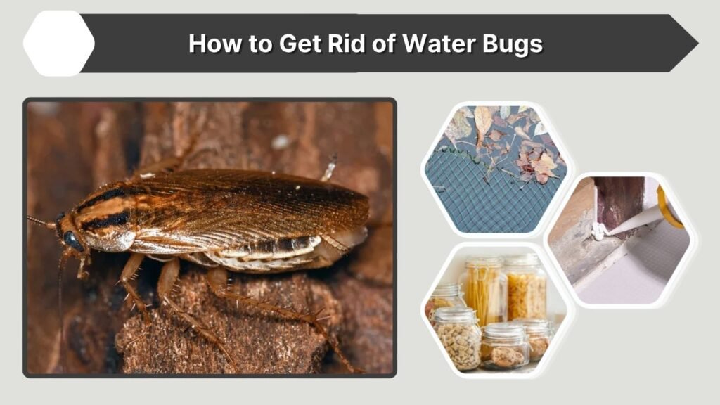 How to Get Rid of Water Bugs