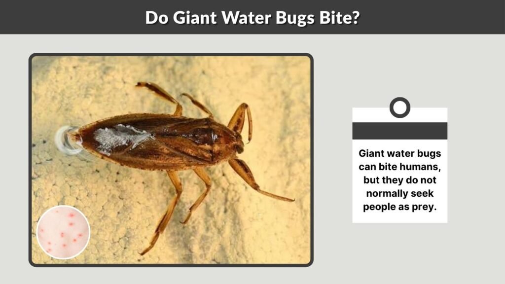 Do Giant Water Bugs Bite?