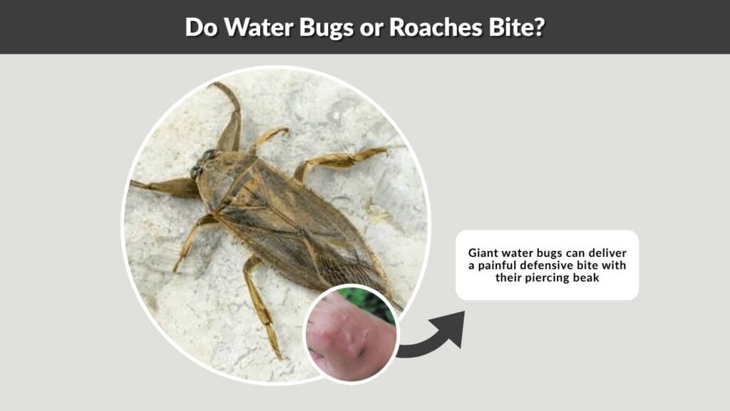 Do Water Bugs or Roaches Bite?