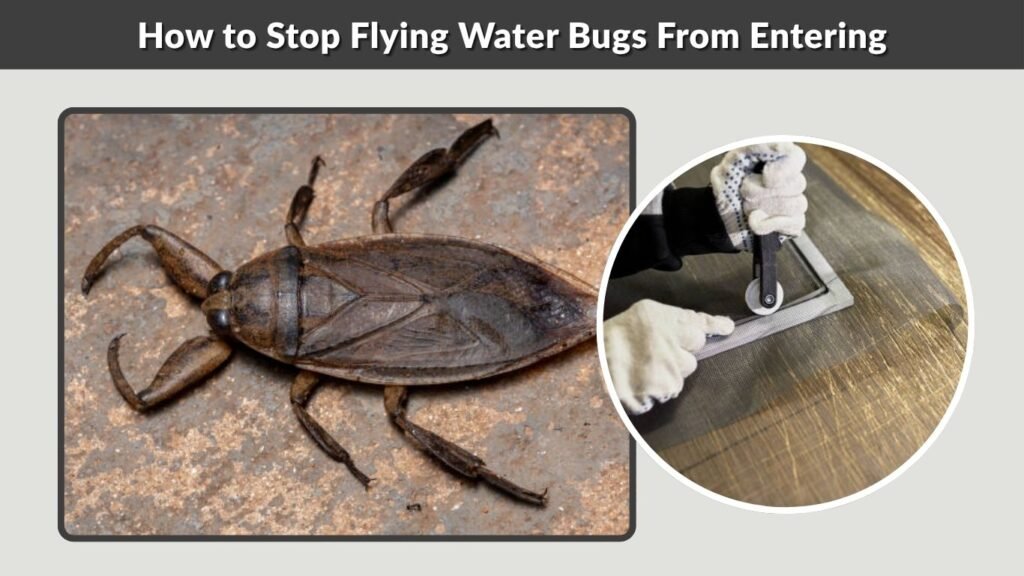 How to Stop Flying Water Bugs From Entering