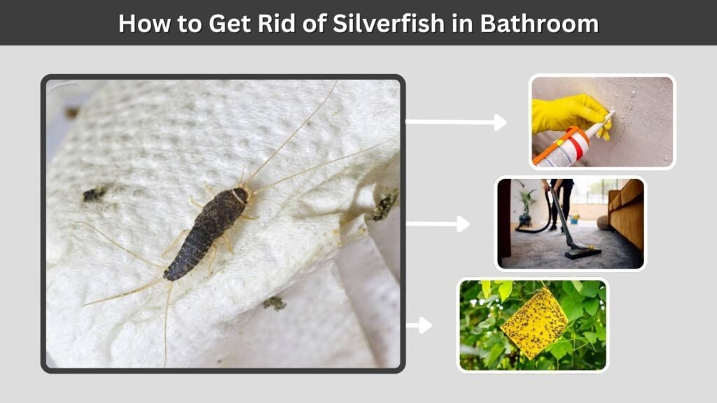 How to Get Rid of Silverfish in Bathroom