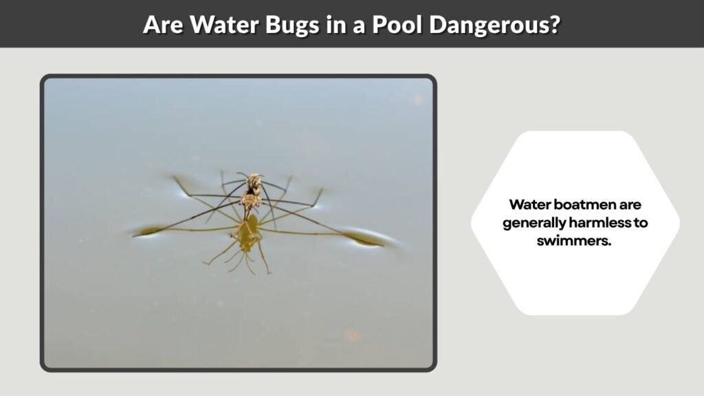 Are Water Bugs in a Pool Dangerous?