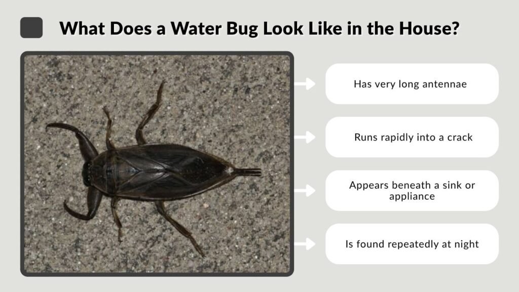 What Does a Water Bug Look Like in the House?