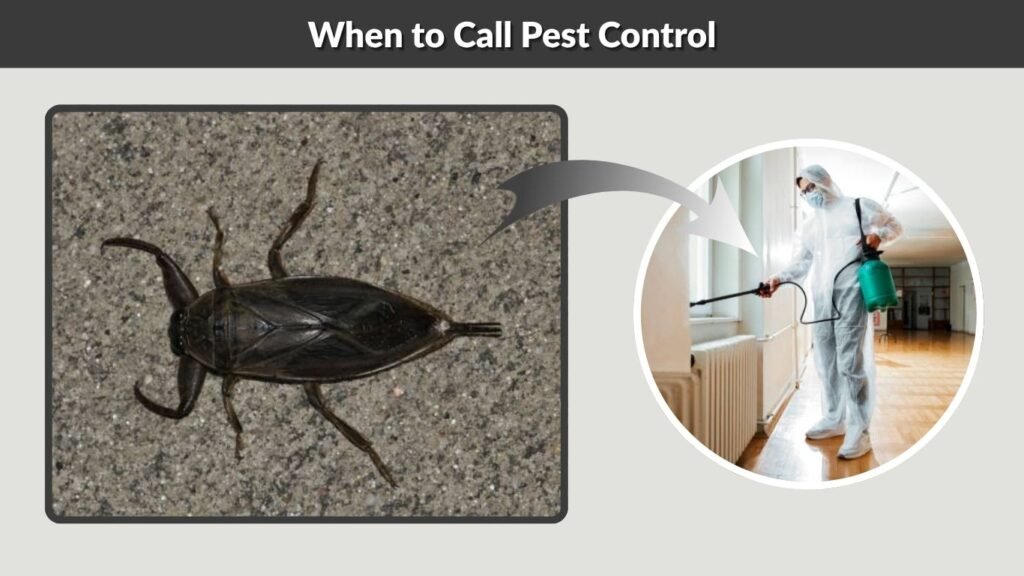 When to Call Pest Control