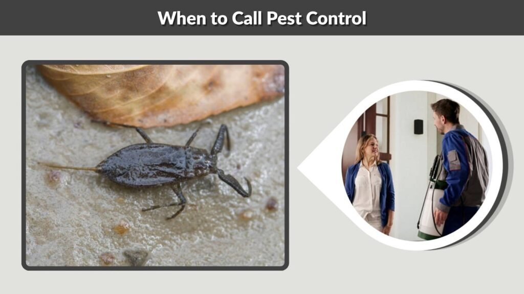 When to Call Pest Control