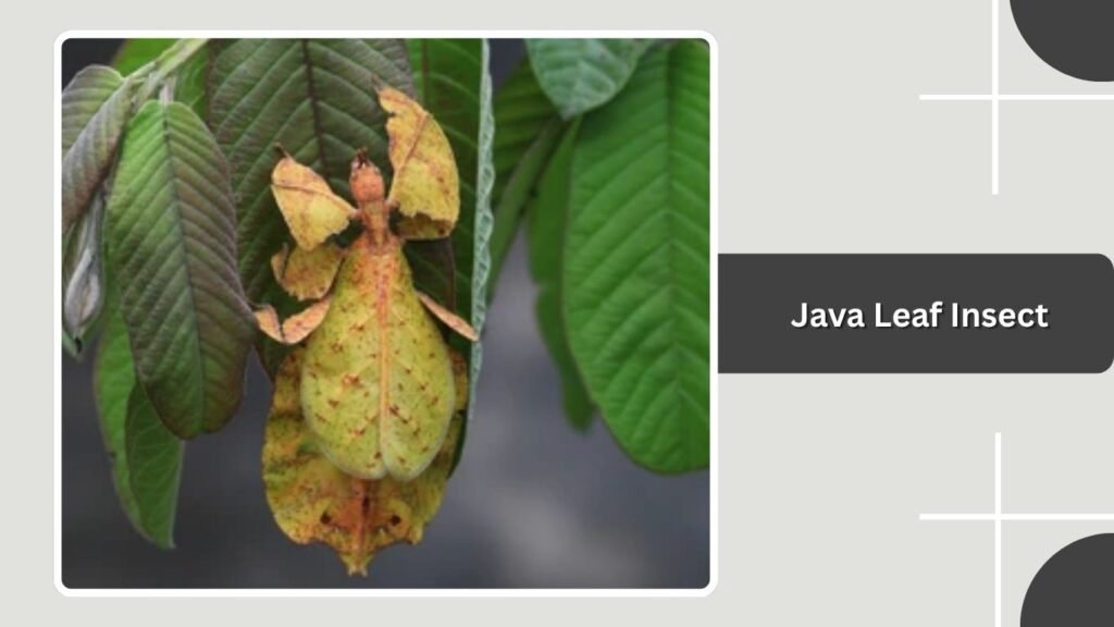 Java Leaf Insect