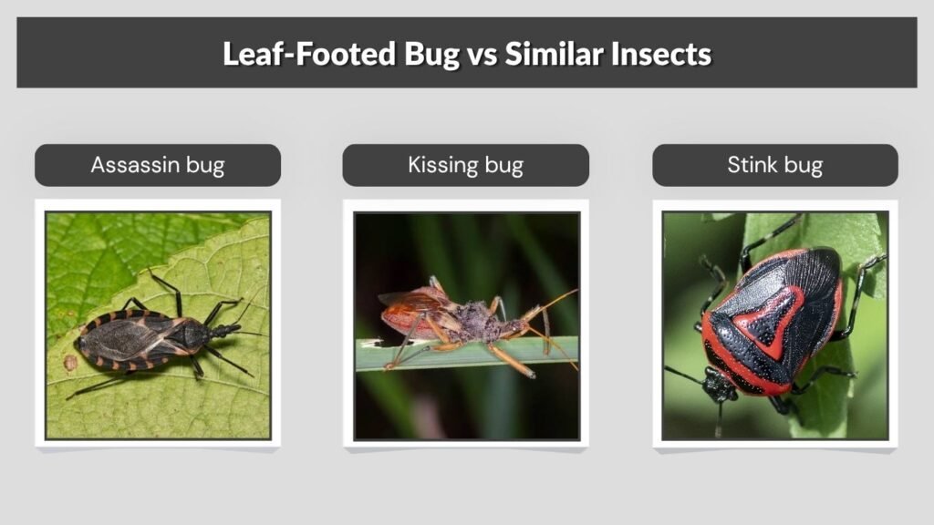 Leaf-Footed Bug vs Similar Insects