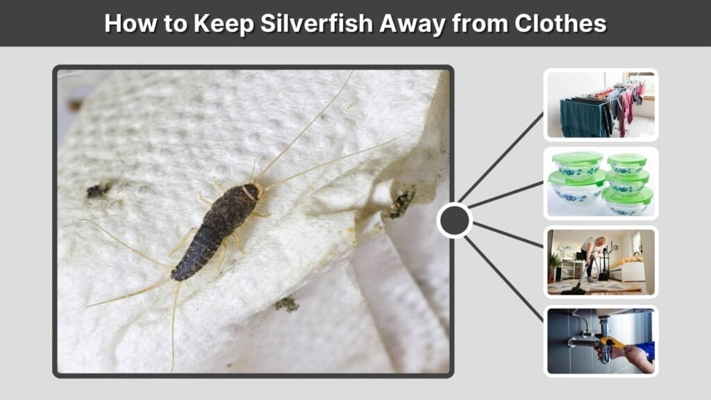 How to Keep Silverfish Away from Clothes