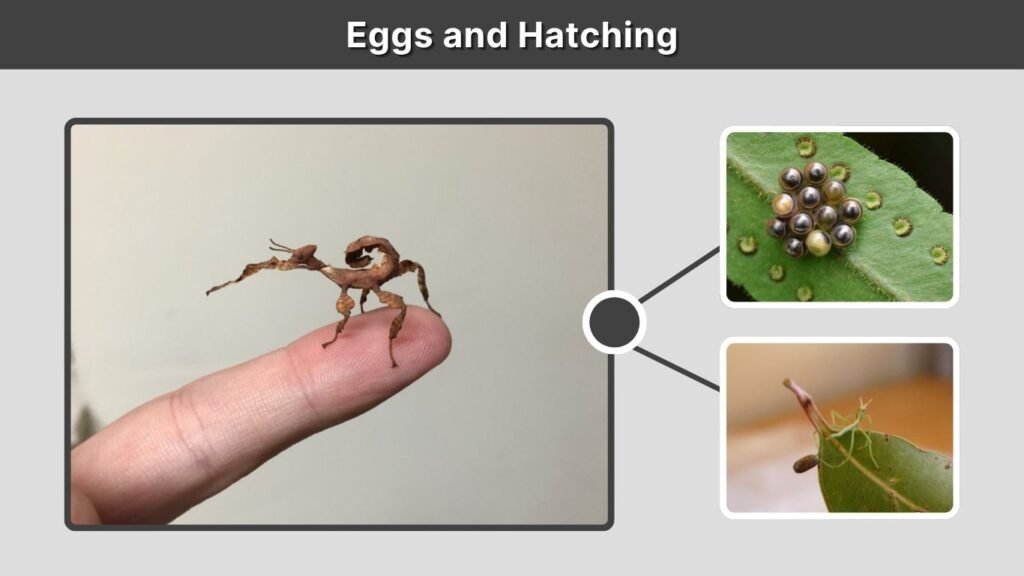 Eggs and Hatching