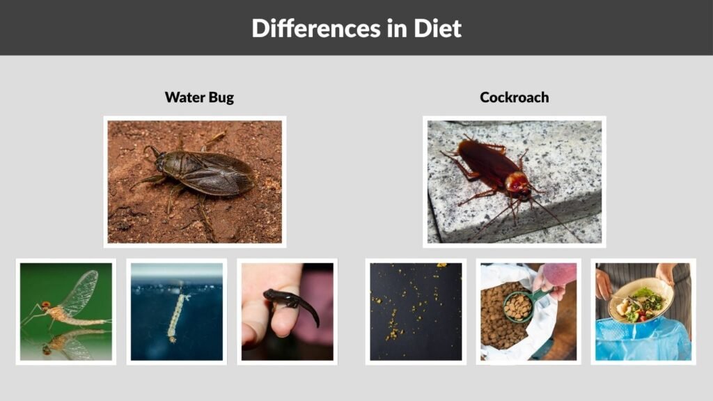 Differences in Diet