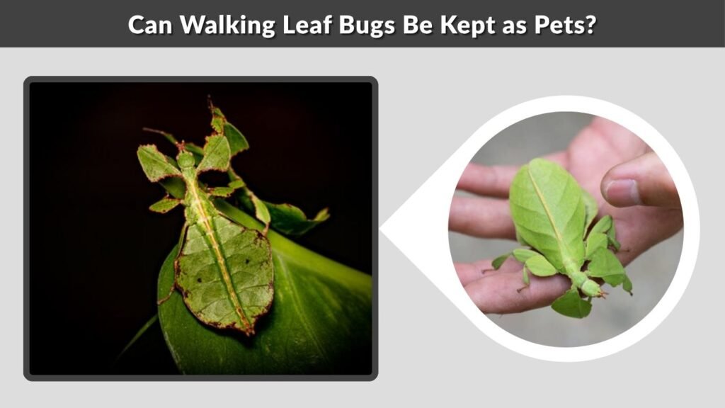 Can Walking Leaf Bugs Be Kept as Pets?