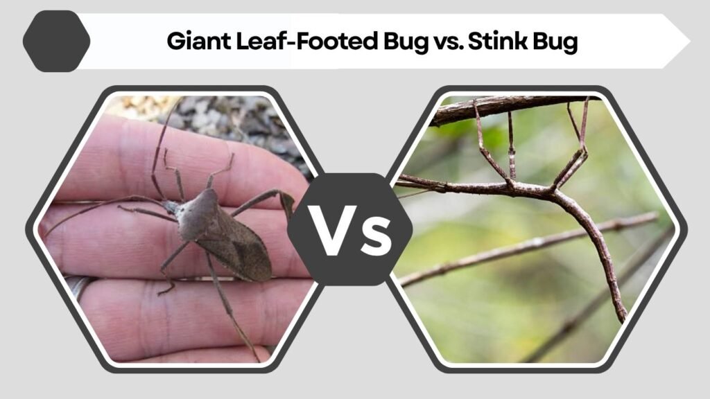 Giant Leaf-Footed Bug vs. Stink Bug