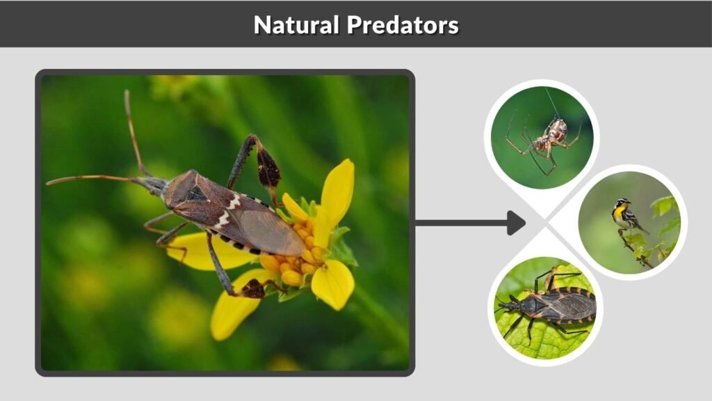 Natural Predators