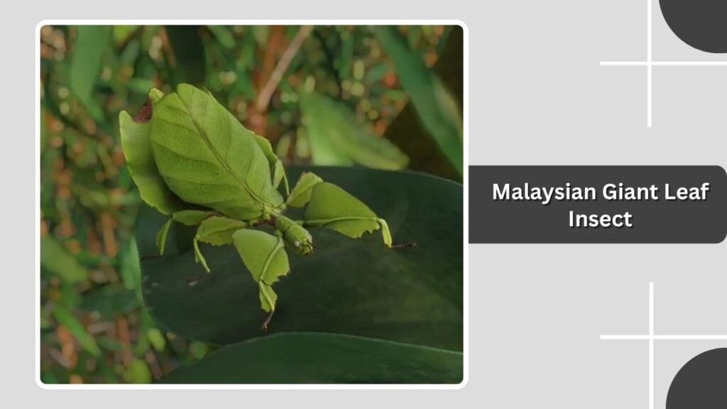 Malaysian Giant Leaf Insect
