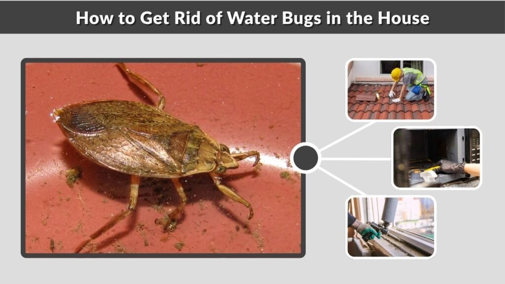 How to Get Rid of Water Bugs in the House