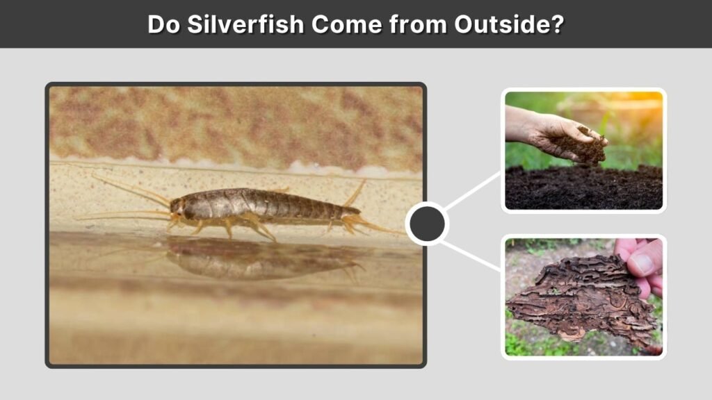 Do Silverfish Come from Outside?
