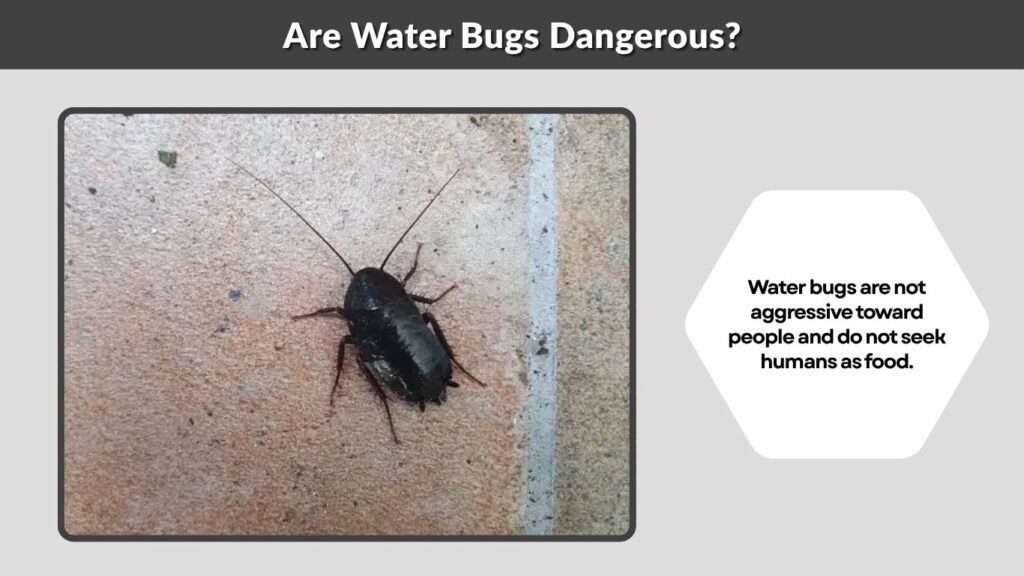 Are Water Bugs Dangerous?
